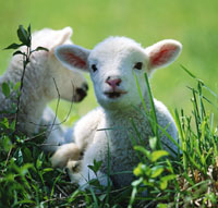 Lamb